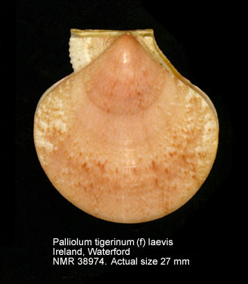 Palliolum tigerinum (f) laevis.jpg - Palliolum tigerinum (f) laevis(Pennant,1777)